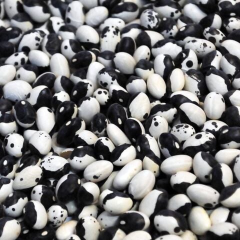YERLİ AYŞE KADIN SIRIK FASULYE TOHUMU 100 GR (SİYAH BEYAZ)