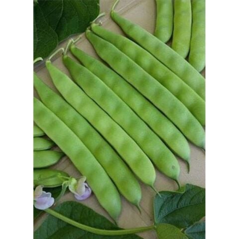 YERLİ AYŞE KADIN SIRIK FASULYE TOHUMU 100 GR (SİYAH BEYAZ)