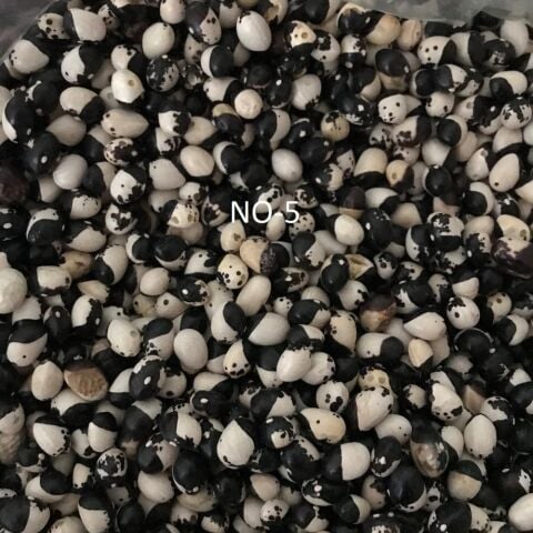 YERLİ AYŞE KADIN SIRIK FASULYE TOHUMU 100 GR (SİYAH BEYAZ)