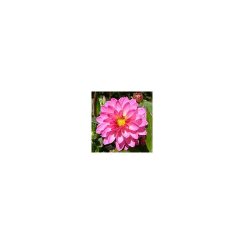 Dahlia (Yıldız) Çiçeği Tohumu 30 Adet