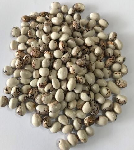 YERLİ AYŞE KADIN SIRIK FASULYE TOHUMU 100 GR (KAHVE ÇİZGİLİ BEYAZ)