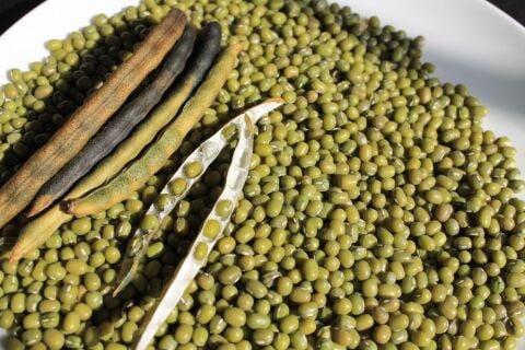YERLİ MAŞ FASULYESİ TOHUMU 100 GR
