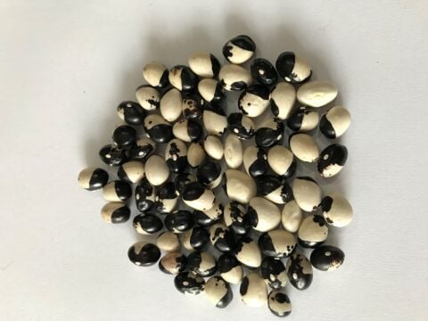 YERLİ AYŞE KADIN SIRIK FASULYE TOHUMU 500 GR (SİYAH BEYAZ)