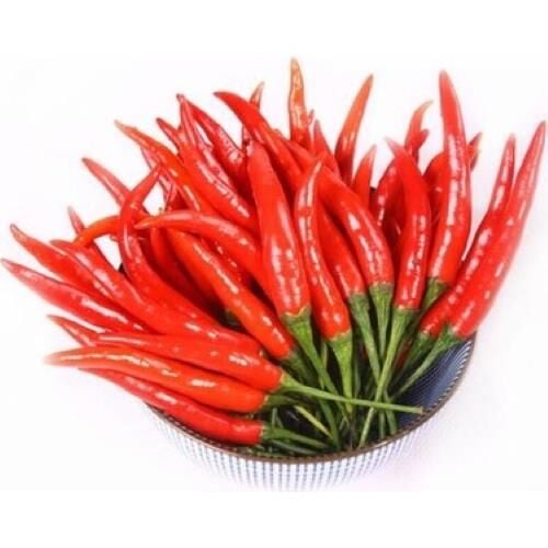 Ithal Çok Acı Hint Biberi Tohumu 100 Adet