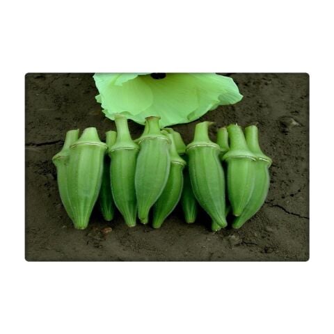Bamya Tohumu (Sultani) 25 gr