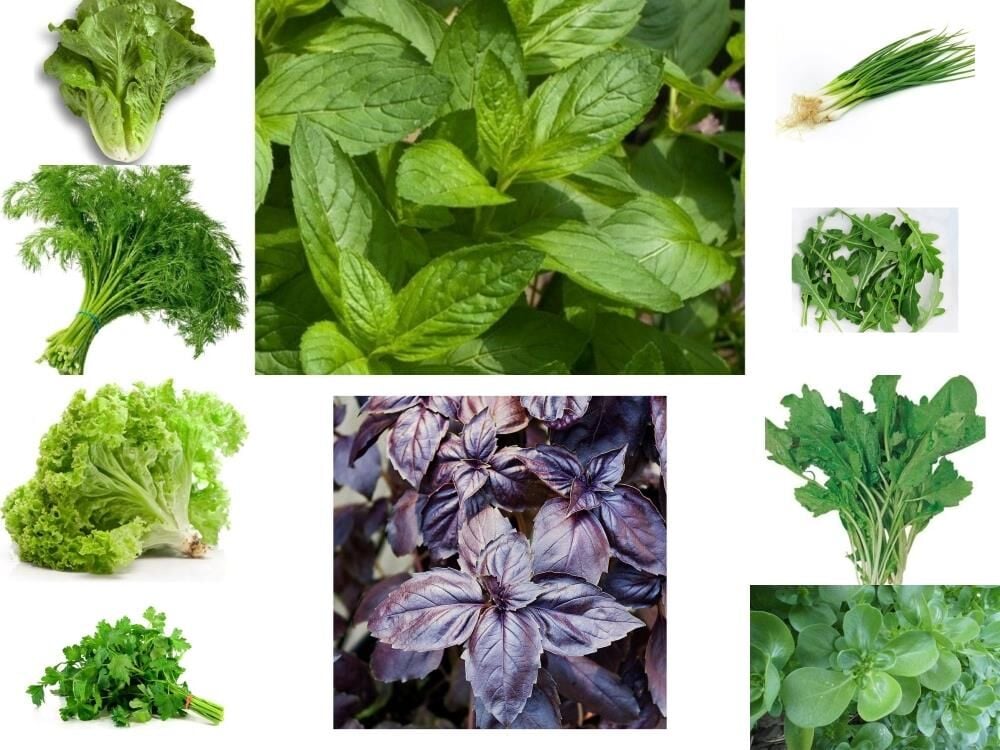 YERLİ 10 ÇEŞİT MUHTEŞEM YEŞİLLİK TOHUM SETİ ORT 3625 AD+GÜBRE