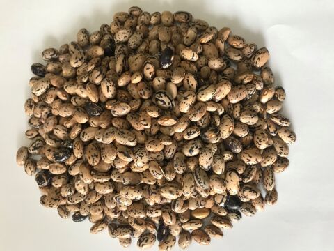 YERLİ ÇİLLİ KIZ SIRIK FASULYE TOHUMU 500 GR