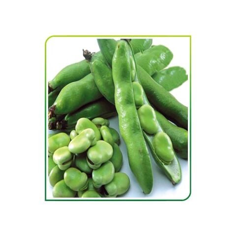 Yerli Ata Tohumu Sakız Bakla 50 Gr