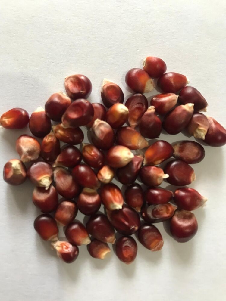 Yerli Ata Tohumu Kırmızı Pat Pat Mısır 25 Adet