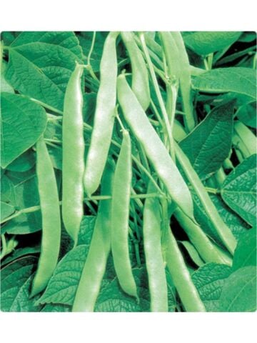 Çalı Fasulye Tohumu 50 Gr