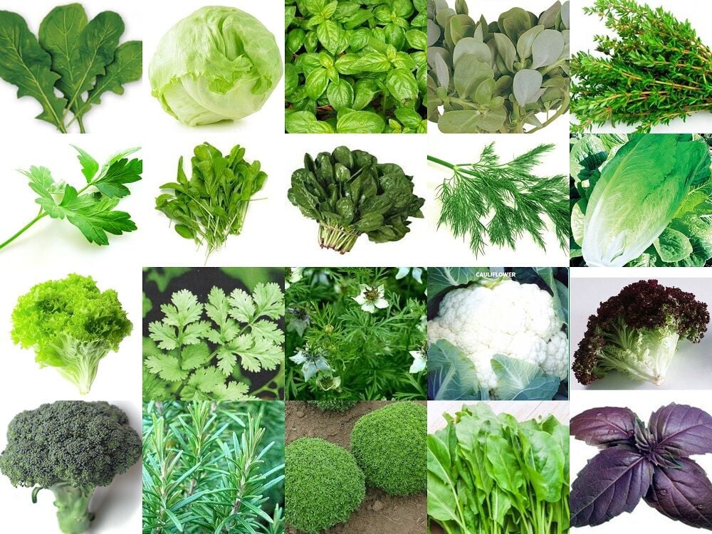 YERLİ 20 ÇEŞİT TOHUM SETİ-3 ORT 4800 AD+GÜBRE