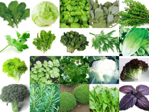 YERLİ 20 ÇEŞİT TOHUM SETİ-3 ORT 4800 AD+GÜBRE