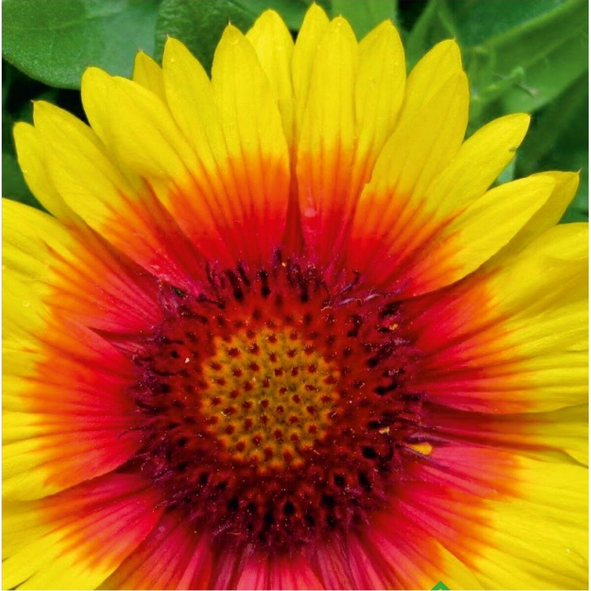 Ay Yıldız (Gaillardia) Çiçek Tohumu 50 Adet