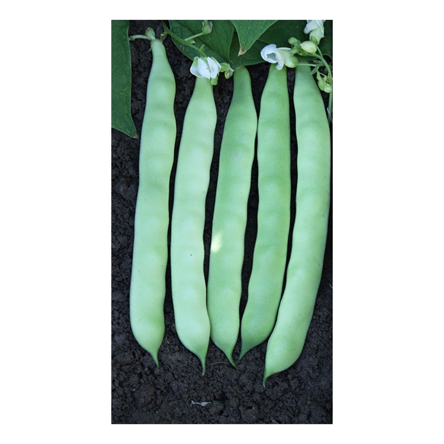 YERLİ OTURAK ŞEKER FASULYE TOHUMU 100 GR