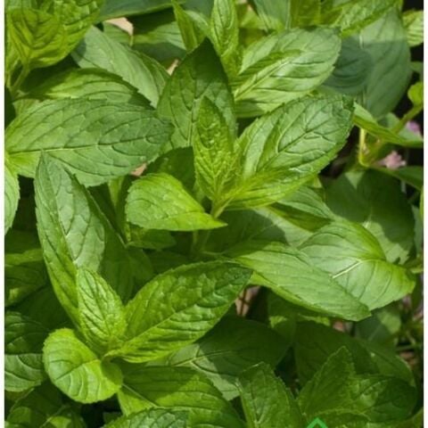 Yerli Nane Tohumu Takribi 100 Adet