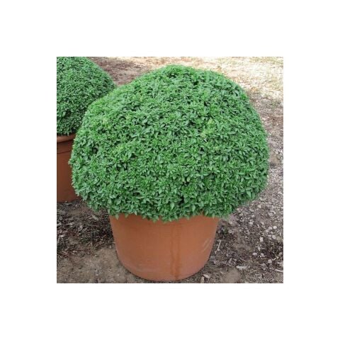 Yerli Top Fesleğen (Reyhan) Tohumu 0,5 Gr Takribi 350 Adet