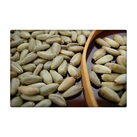 Enginar Tohumu (20 Adet)