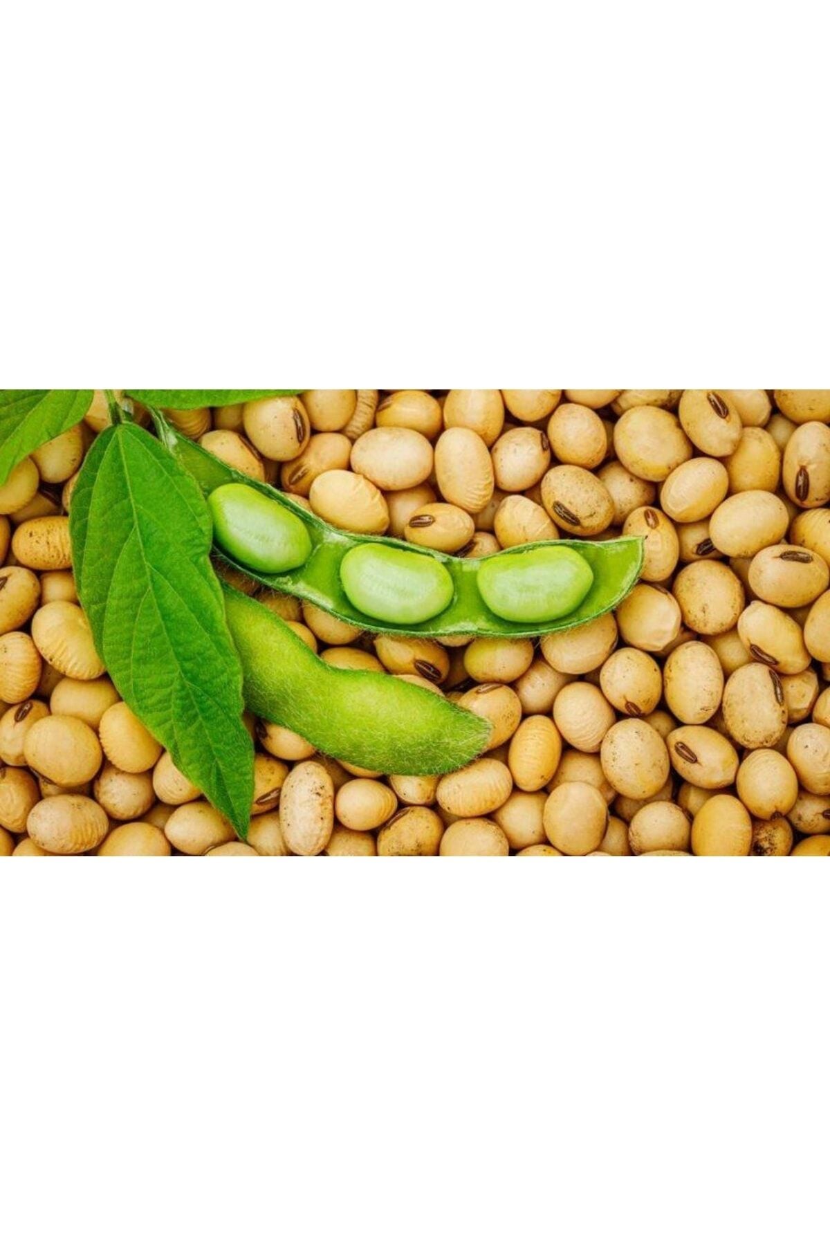 Karahasanoğlu Tarım Yerli Soya Fasulyesi Tohumu 500 Gr