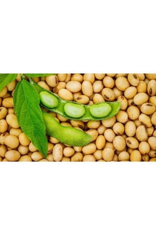 Karahasanoğlu Tarım Yerli Soya Fasulyesi Tohumu 500 Gr