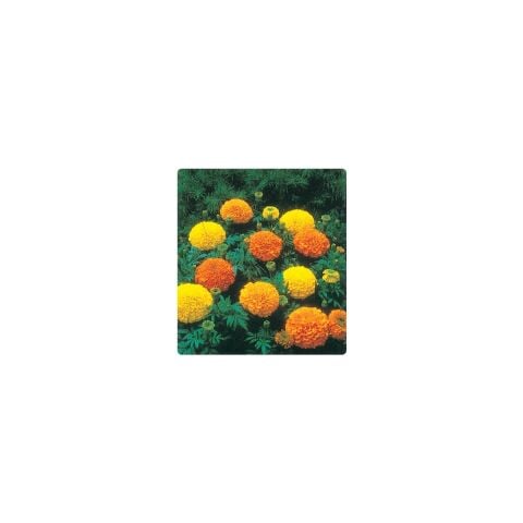Kadife Çiçeği Tohumu 10+ Tohum