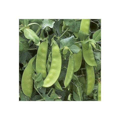 Yerli Yaprak Bezelye Tohumu (İlaçlı) 500 Gr