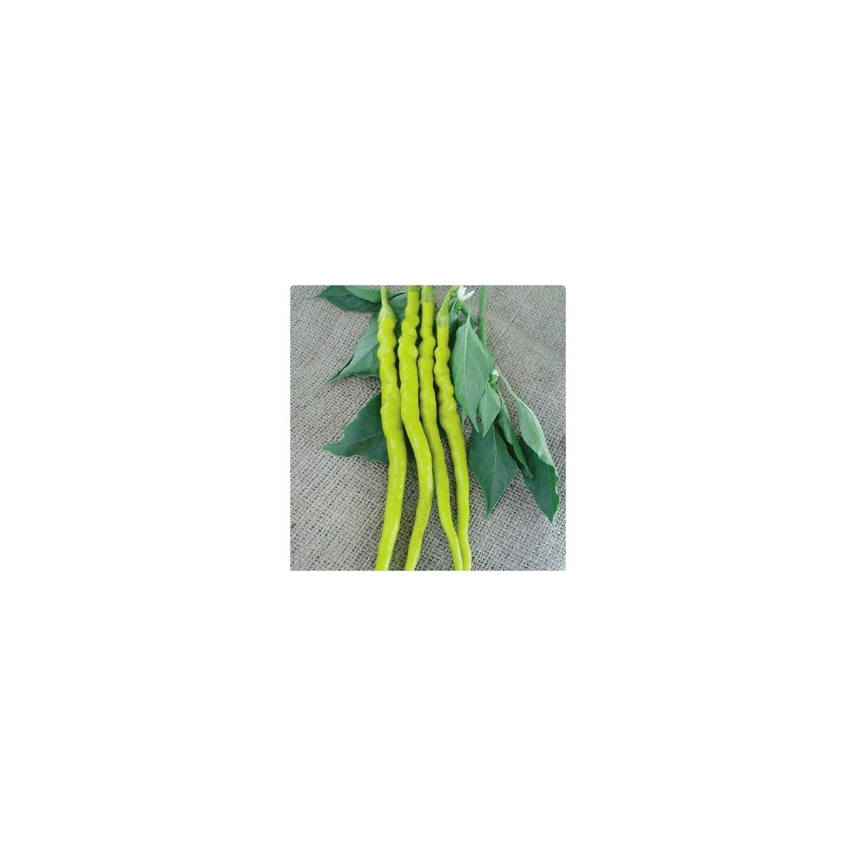 Sarı Sivri (Tatlı) Biber Tohumu 10+ Tohum