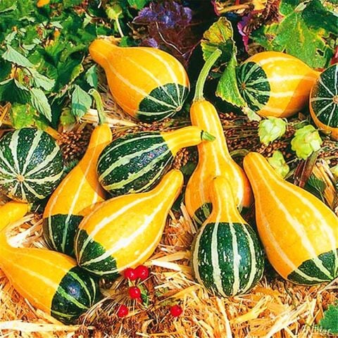 Yerli Küçük Ampul Süs Kabağı Tohumu 10 Adet