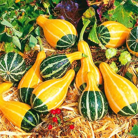 Yerli Küçük Ampul Süs Kabağı Tohumu 10 Adet