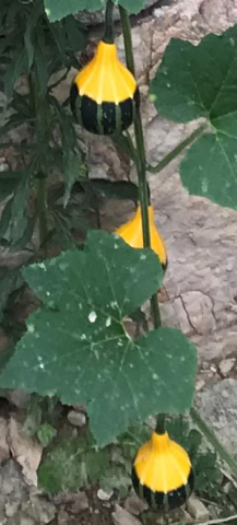 Yerli Küçük Ampul Süs Kabağı Tohumu 10 Adet