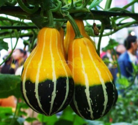 Yerli Küçük Ampul Süs Kabağı Tohumu 10 Adet