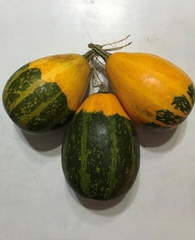 Yerli Büyük Ampul Süs Kabağı Tohumu 10 Adet