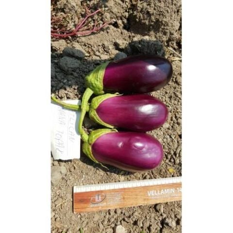 Patlıcan Tohumu Adana Dolmalık - 10 g (~ Takribi 1350 Tohum)