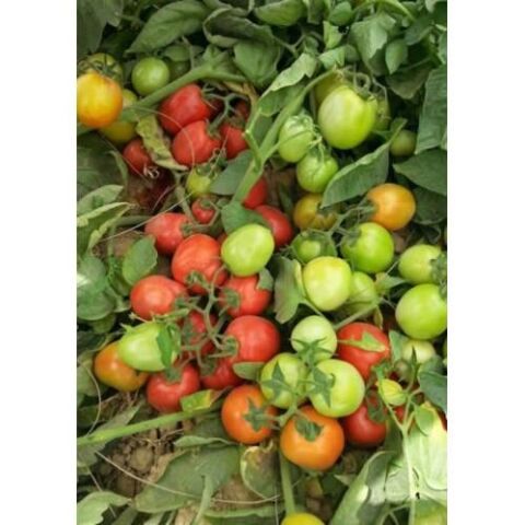 Domates Tohumu Hibrit SANAYİ TİPİ DOMATES A-Z-15 F1 50 Adet