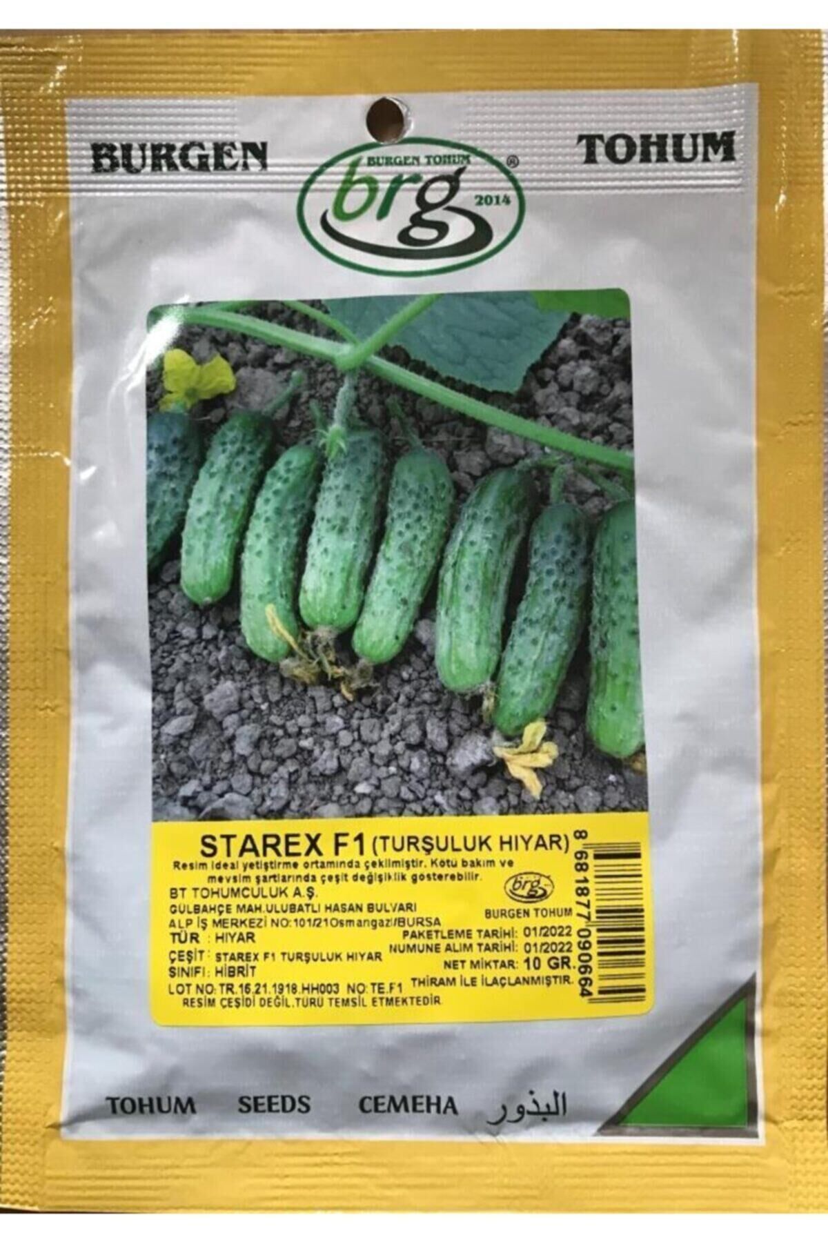 Karahasanoğlu Tarım Starex F1 (turşuluk Hıyar) Tohumu 10 Gr Ortalama 300 Adet Tohum