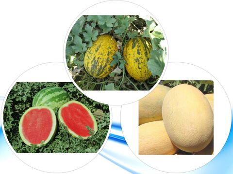 3'LÜ YERLİ HOBİ TOHUM SETİ-7 (HEDİYE SOLUCAN GÜBRESİ)