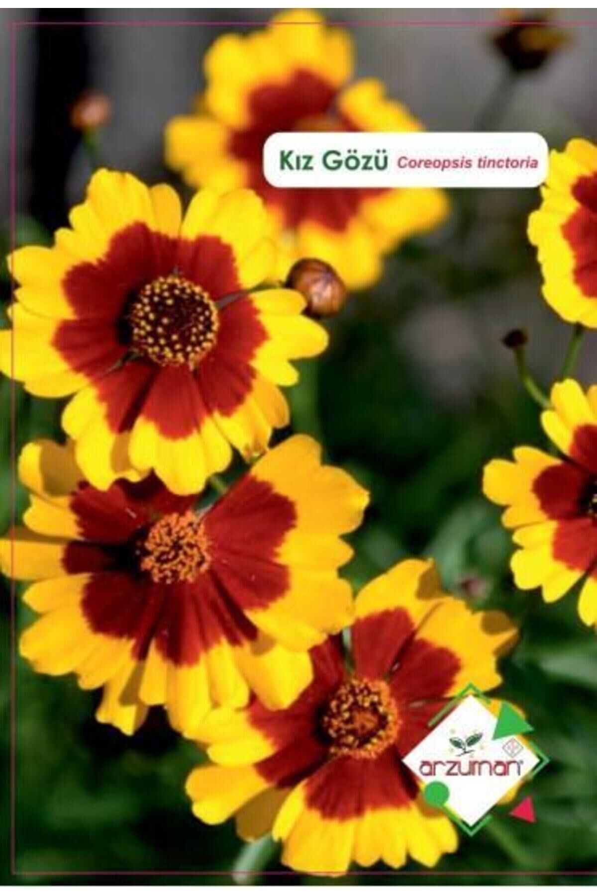 Karahasanoğlu Tarım Kız Gözü Çiçeği Tohumu 100 Adet