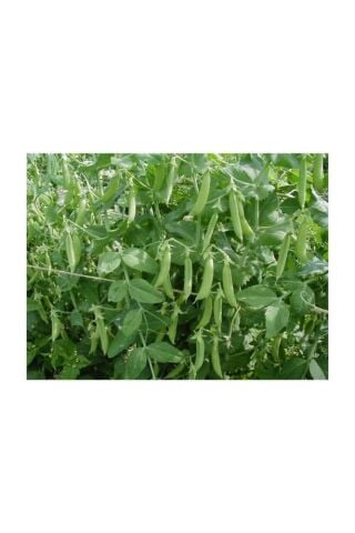 Yerli Yem Bezelyesi Tohumu (Külür) 500 gr