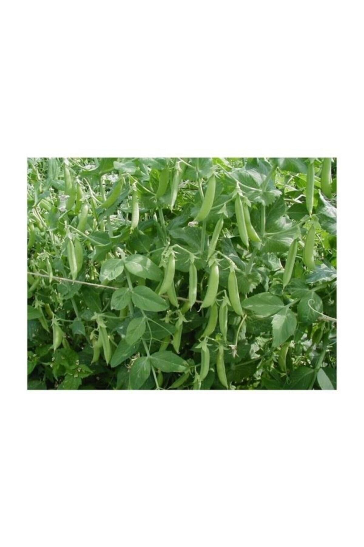 Karahasanoğlu Tarım Yerli Yem Bezelyesi Tohumu (KÜLÜR) 500 gr