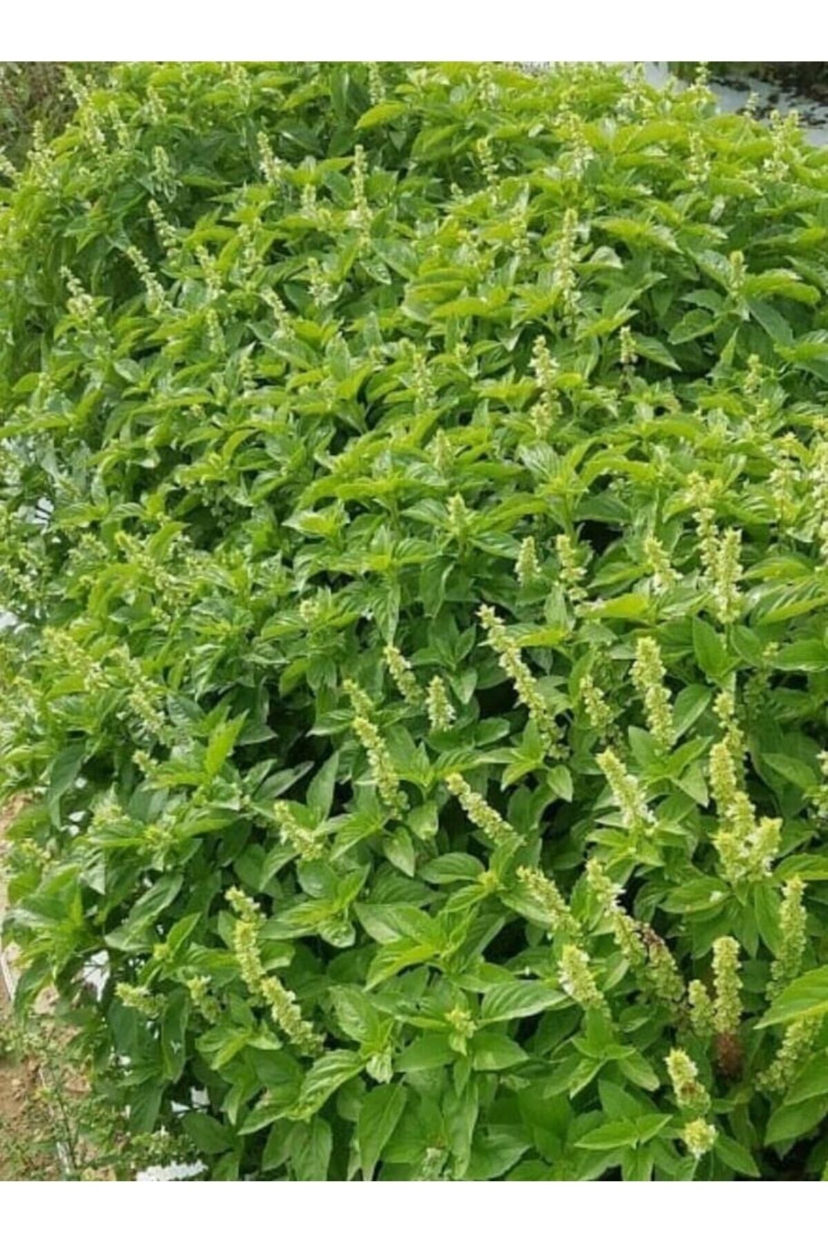 Karahasanoğlu Tarım Yerli Limon Fesleğen Tohumu 5 Gr (ort 1750 Ad. Tohum)