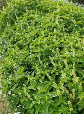 Yerli Limon Fesleğen Tohumu 5 Gr (Ort 1750 Ad. Tohum)