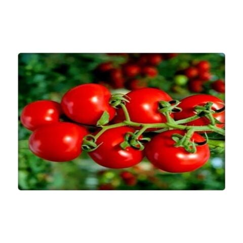 Cherry Domates Tohumu (PINPON)(250 Adet)