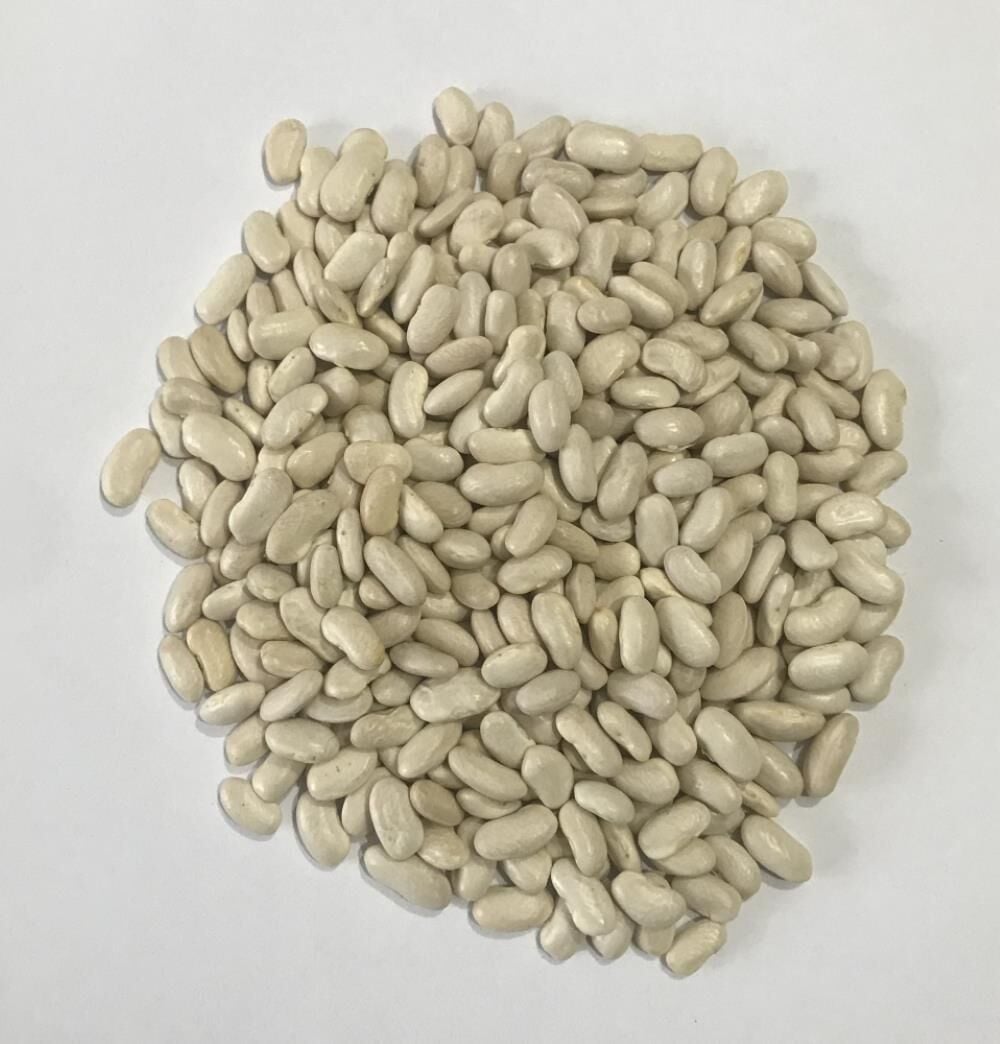 YERLİ ALMAN AYŞE SIRIK FASULYE TOHUMU 500 GR