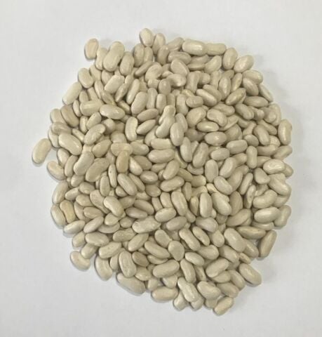 YERLİ ALMAN AYŞE SIRIK FASULYE TOHUMU 500 GR