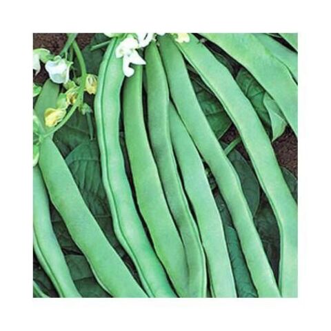 YERLİ ALMAN AYŞE SIRIK FASULYE TOHUMU 500 GR