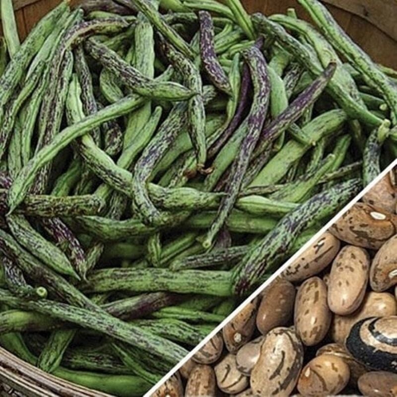 YERLİ ÇİLLİ KIZ OTURAK FASULYE TOHUMU 100 GR