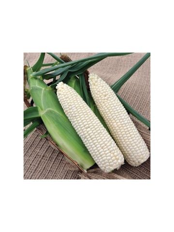 Yerli Ata Tohumu Beyaz Mısır 25 Gr