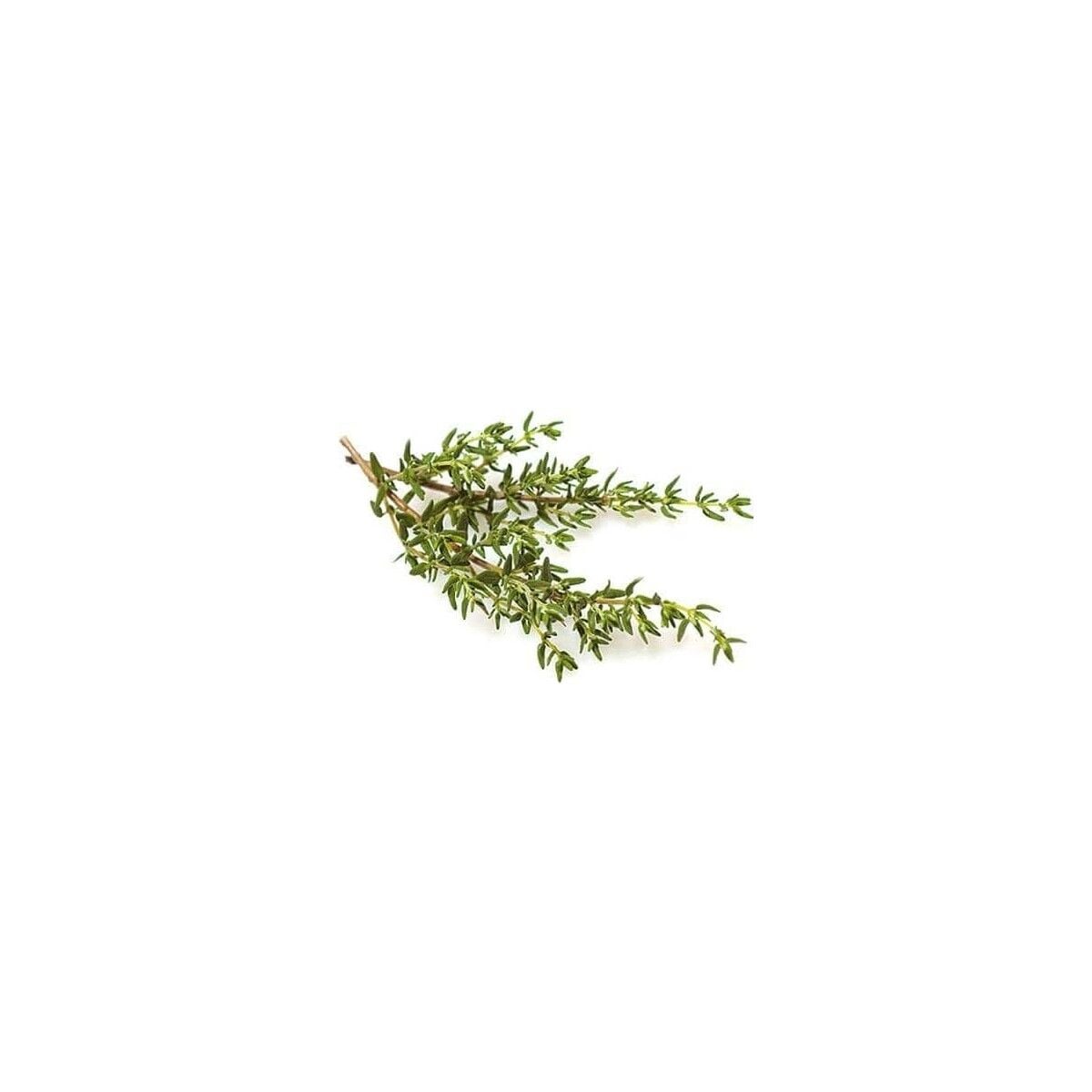 Seeds Kekik Tohumu Zahter Satureja Hortensis L 1 gr 250'li