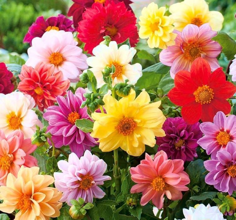 YERLİ YILDIZ ÇİÇEĞİ TOHUMU 30 ADET TOHUM