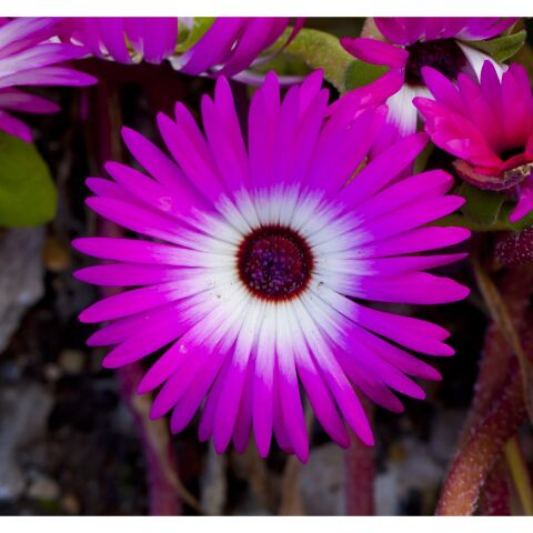 Seeds Buz Çiçeği Tohumu 2 Mesenbryanthemum Albatum 40'lı