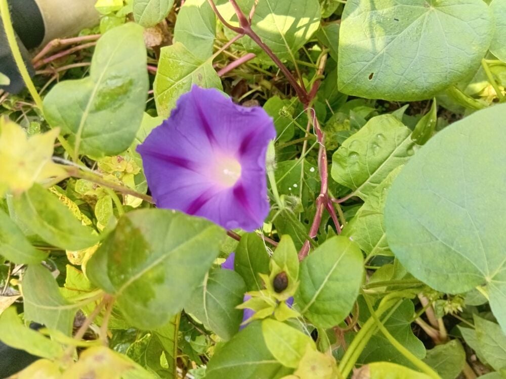 YERLİ SABAH SEFASI ÇİÇEĞİ TOHUMU 10 ADET TOHUM